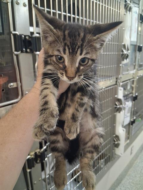 LOUIE - Domestic Short Hair available for adoption