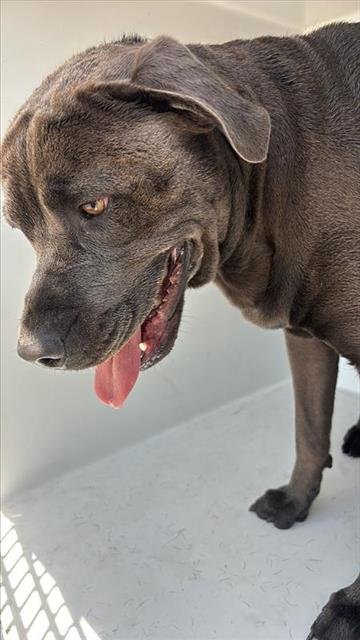 GRIFFIN - Staffordshire Bull Terrier available for adoption