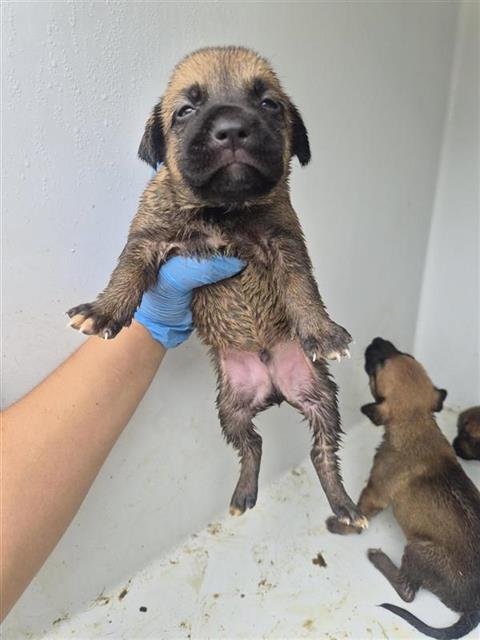 A657891 Image