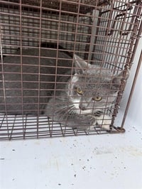 STITCH - Photo 1