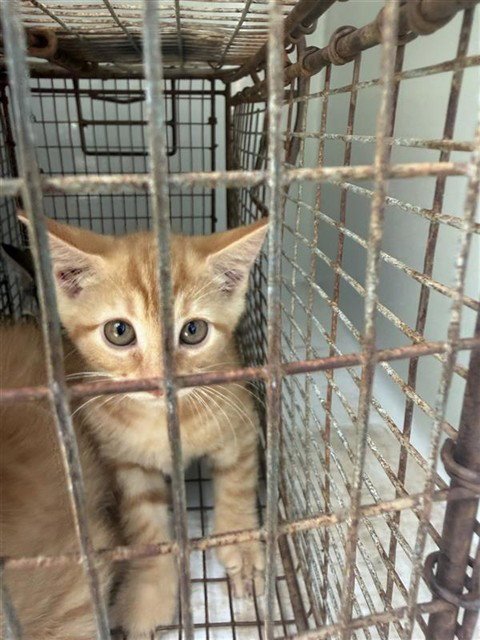 A659754 - Domestic Short Hair available for adoption