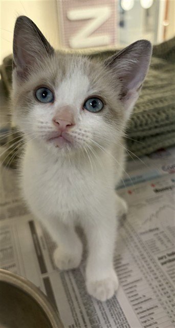 A660380 - Domestic Short Hair available for adoption