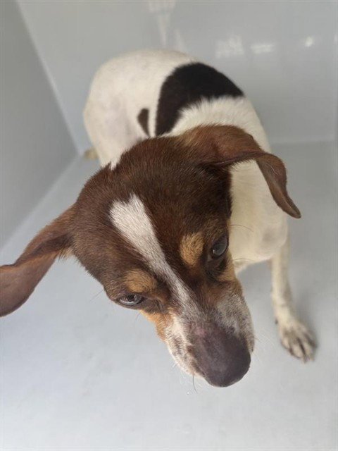 A658522 - Chihuahua available for adoption