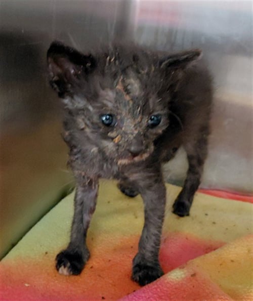 A659668 - Domestic Short Hair available for adoption