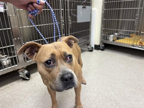 A658370 - Boxer available for adoption