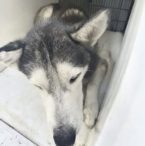 A662673 - Siberian Husky available for adoption