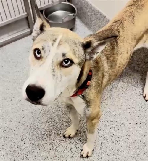 SAMANTHA - Husky / Catahoula Leopard Dog available for adoption