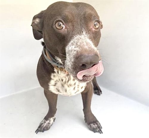 A662325 - Labrador Retriever / Dachshund available for adoption
