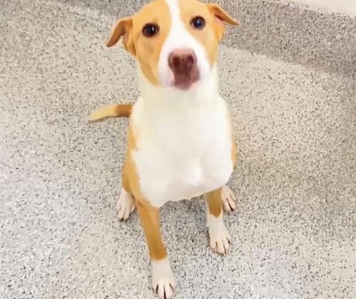 ALFIE - Basenji available for adoption