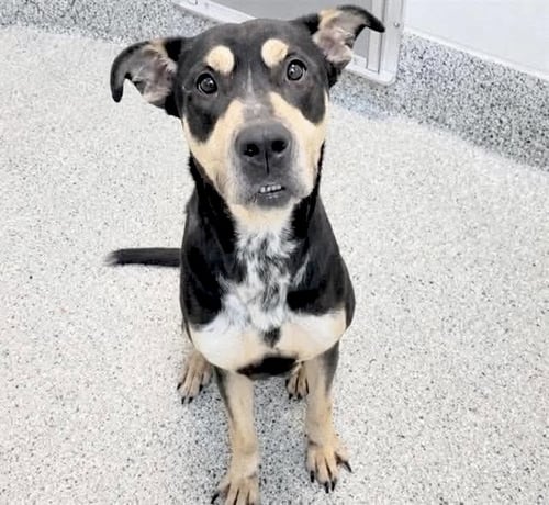SAMMY - Australian Kelpie available for adoption