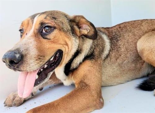 A660363 - Beagle available for adoption