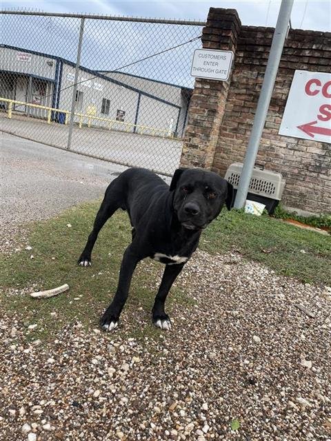 A657186 - Pit Bull Terrier available for adoption