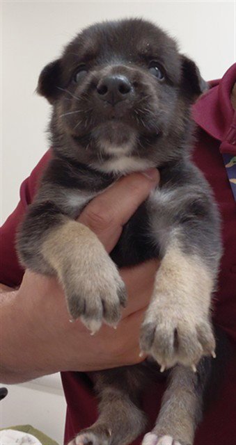 A659305 - German Shepherd Dog available for adoption