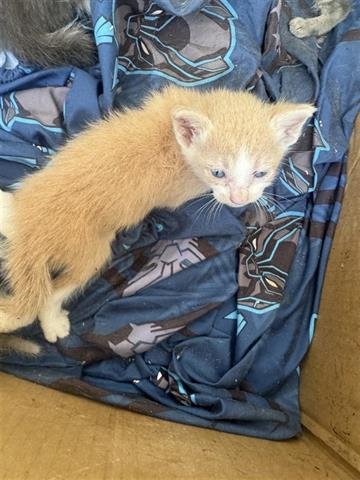 A656197 - Domestic Short Hair available for adoption