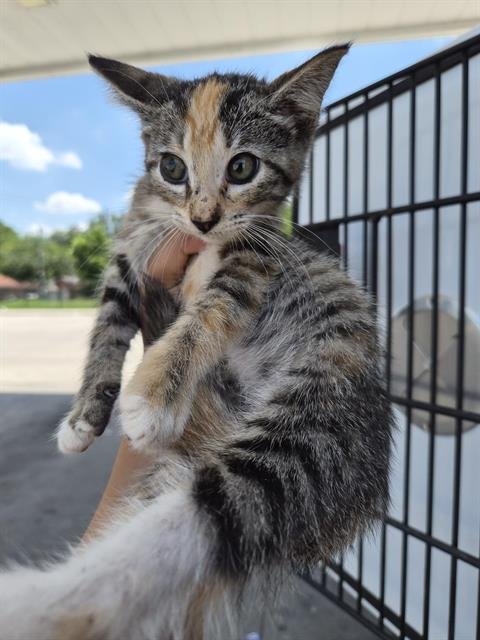 HARPER - Domestic Short Hair available for adoption