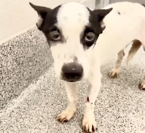 BIG PAPA - Chihuahua / Rat Terrier available for adoption
