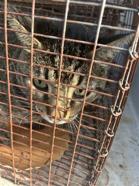 A657303 - Domestic Short Hair available for adoption