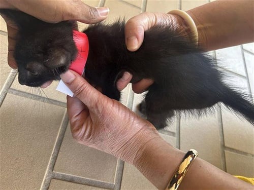 A - Domestic Short Hair available for adoption