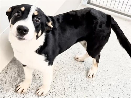 A660076 - Labrador Retriever / Husky available for adoption