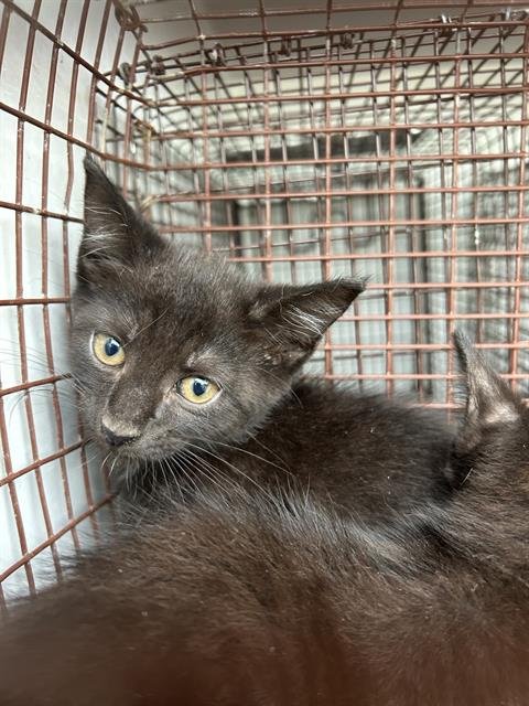 A657814 - Domestic Short Hair available for adoption