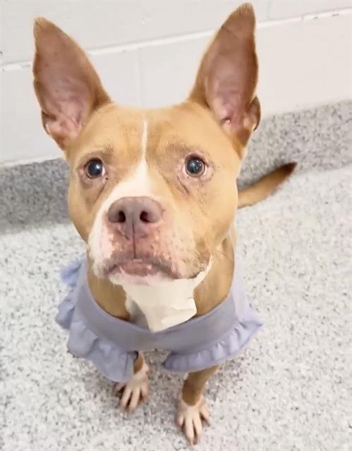 WILMA Image
