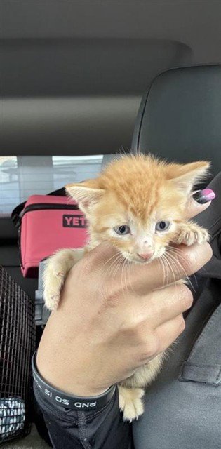 A660979 Image