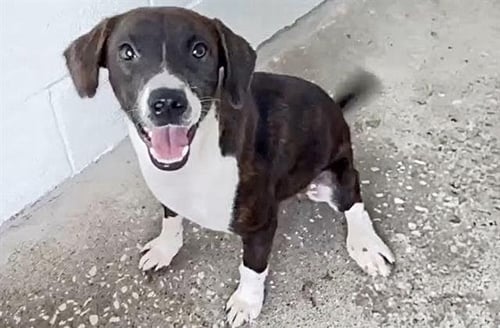 HAZEL - Labrador Retriever available for adoption