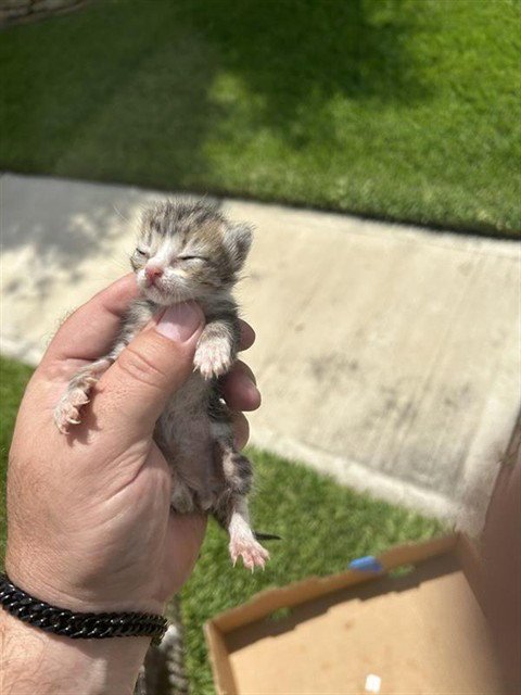 VANNA - Domestic Short Hair available for adoption