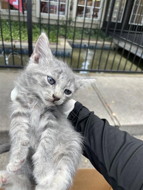 A658806 - Domestic Medium Hair available for adoption