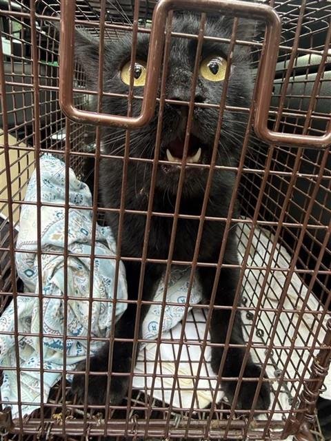 A662008 - Domestic Short Hair available for adoption