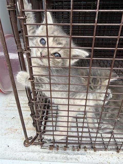 A656652 - Domestic Short Hair available for adoption