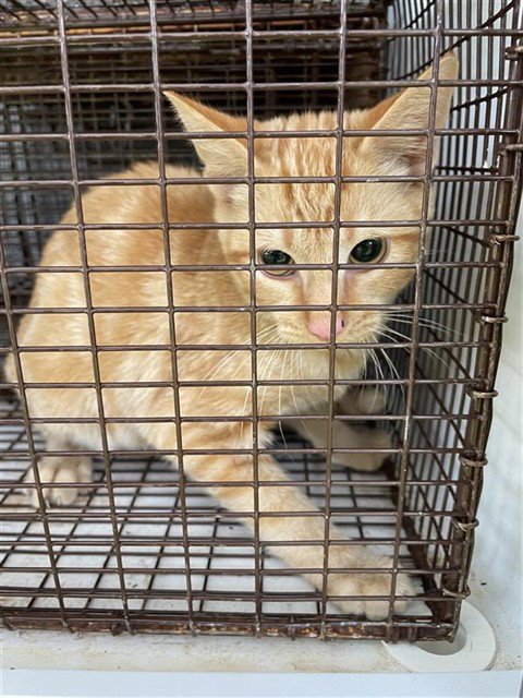 A660964 - Domestic Short Hair available for adoption