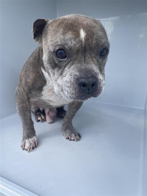 A662063 - Pit Bull Terrier / Bulldog available for adoption
