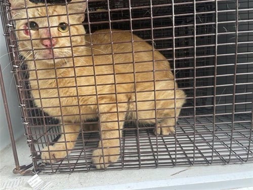 A658217 - Domestic Short Hair available for adoption