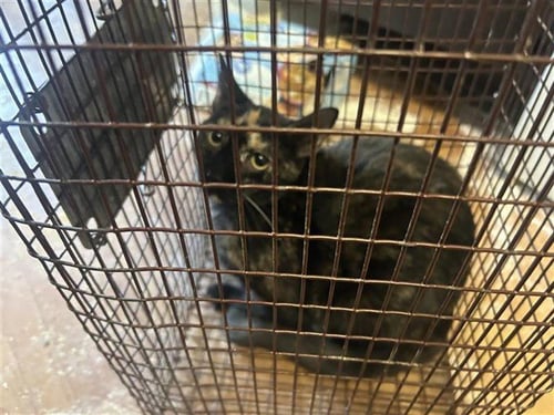 A659608 - Domestic Short Hair available for adoption
