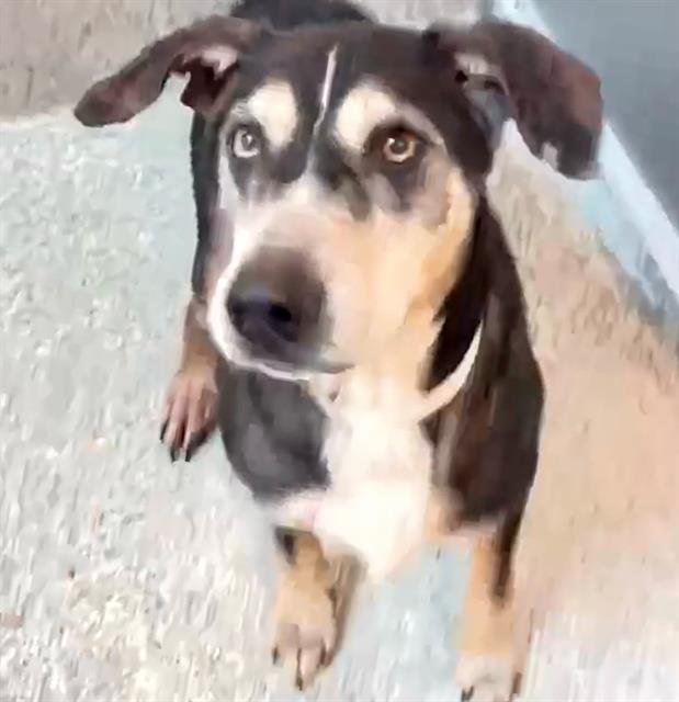 CHARLIE Image