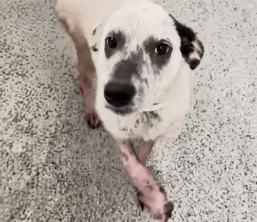 A661761 - Labrador Retriever available for adoption