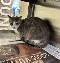 KITTY - Photo 1