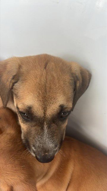 A658272 - Labrador Retriever available for adoption