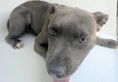 A659541 - Pit Bull Terrier available for adoption