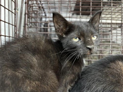 A659613 - Domestic Short Hair available for adoption