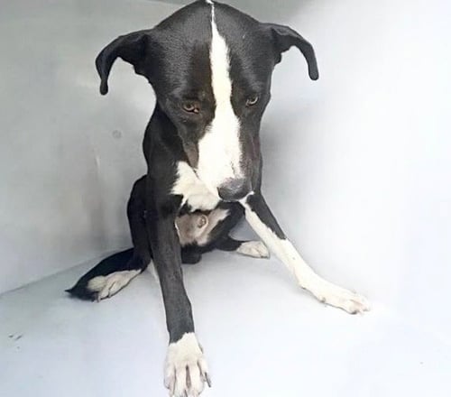 A662833 - Border Collie / Greyhound available for adoption