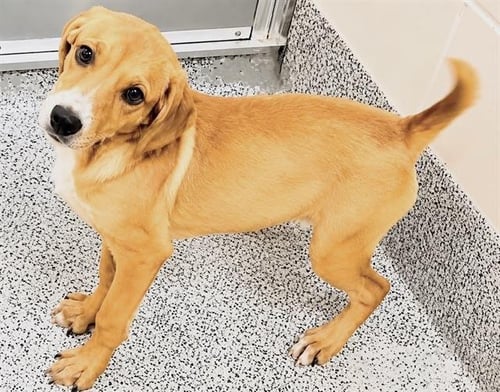 SUGAR - Pointer available for adoption