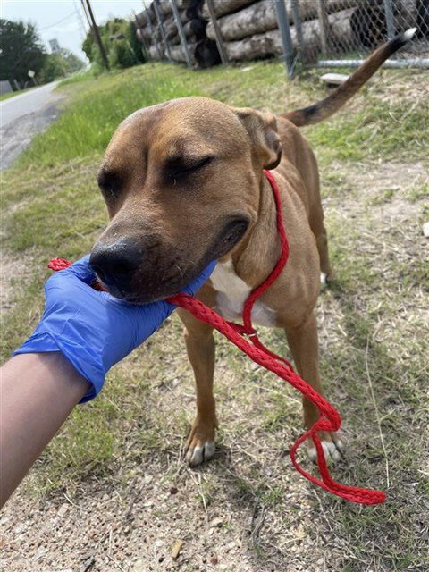 A658476 - Pit Bull Terrier available for adoption