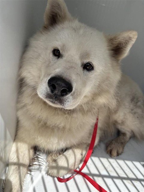 CHARLIE - Chow Chow available for adoption