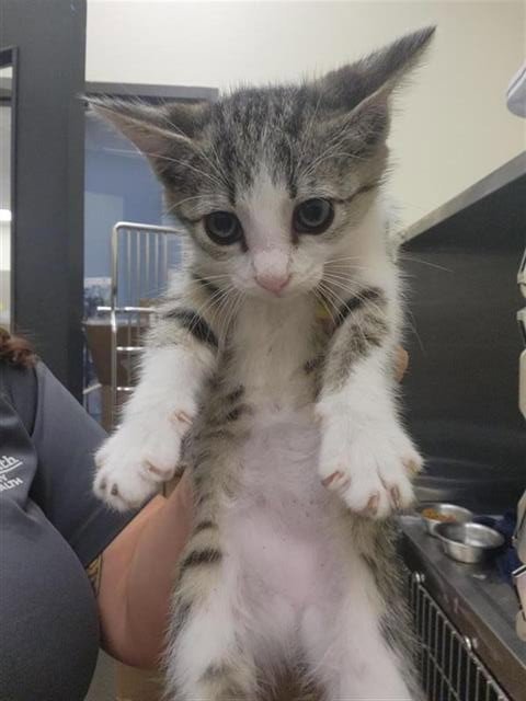 A657397 - Domestic Short Hair available for adoption