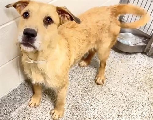 BETH - Irish Terrier available for adoption