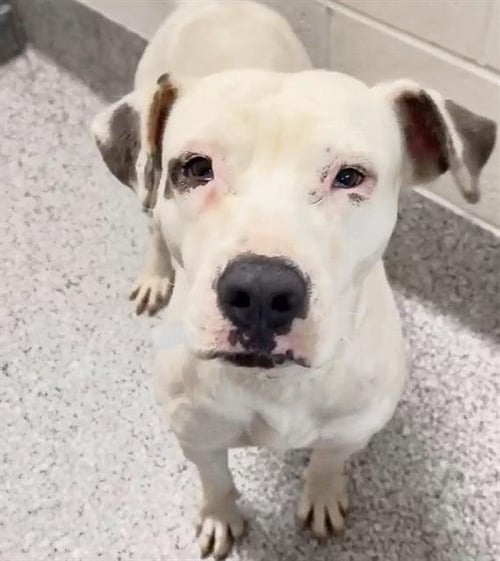 LADY - American Pit Bull Terrier available for adoption