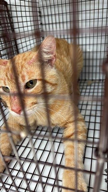 A657695 - Domestic Short Hair available for adoption