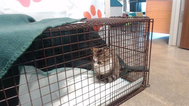 A650542 - Domestic Short Hair available for adoption